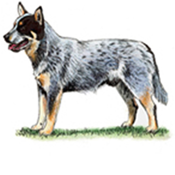 Australian Cattle Dog - Click Image to Close